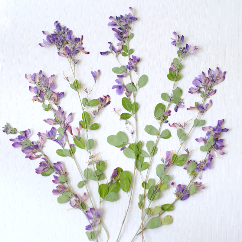 6 adet, doğa Lespedeza Formosa - Resin Art Baby incelemesi ve fiyatı