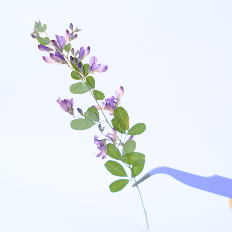 6 adet, doğa Lespedeza Formosa - Resin Art Baby incelemesi ve fiyatı