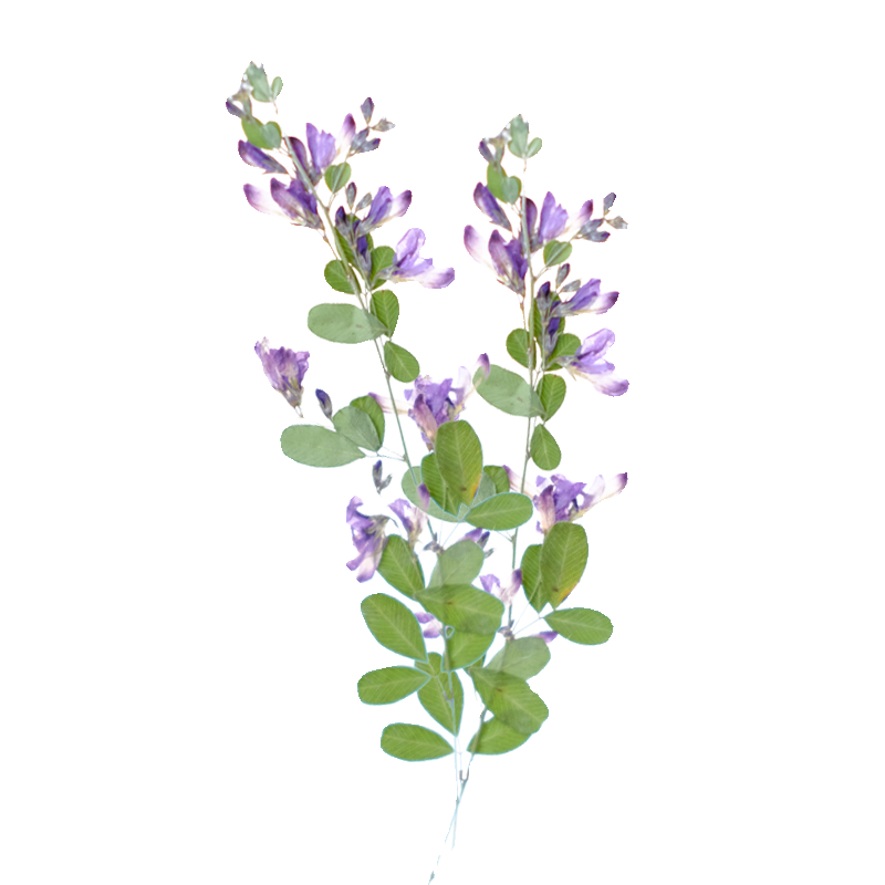 6 adet, doğa Lespedeza Formosa - Resin Art Baby incelemesi ve fiyatı